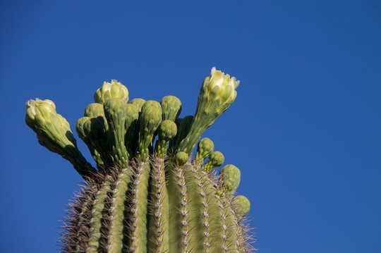 Why Are Cacti So Juicy? The Secret Strategy Of Succulents