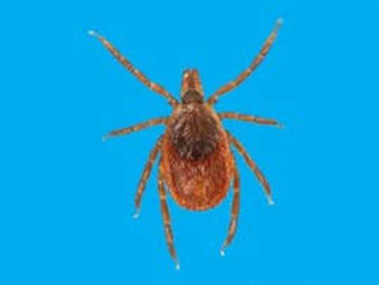 Ticks Spread Plenty More Than Lyme Disease