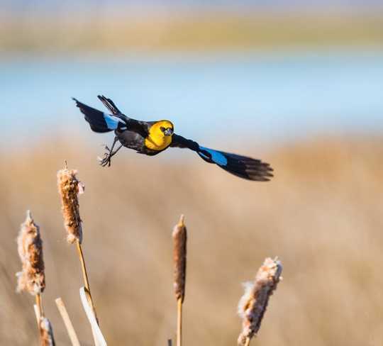 Warmer, Wetter Climate Benefits Some Birds As Wetlands Vanish