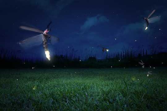 How Fireflies Glow – And What Signals They're Sending