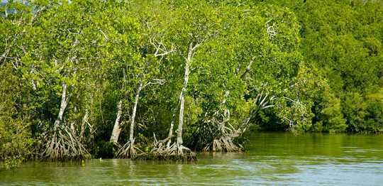 Rising Seas Allow Coastal Wetlands To Store More Carbon