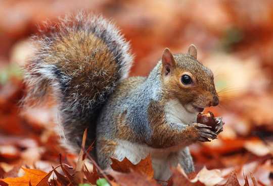 Tons Of Acorns? It Must Be A Mast Year