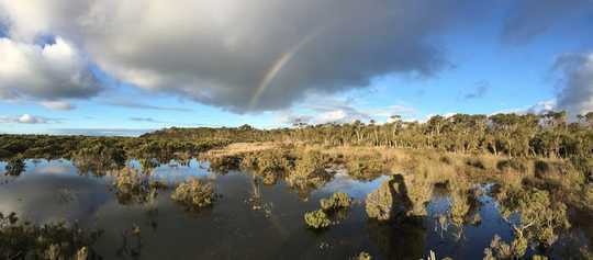 Rising Seas Allow Coastal Wetlands To Store More Carbon