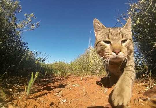 Animal Response To A Wildfire is Astounding. These Are The Tricks They Use To Survive