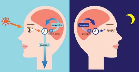 Plants Can Tell Time Even Without A Brain And Here's How