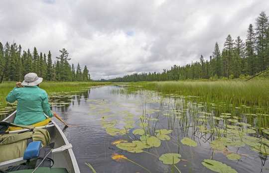 How Wildlife Are Exposed To More Pollution Than Previously Thought