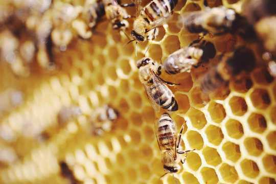 New Research Shows Bees Can Add And Subtract