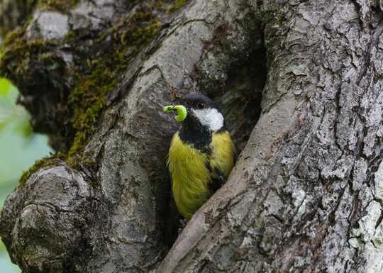 How Climate Breakdown Is Knocking The Natural World Out Of Sync And Why We Should All Be Worried