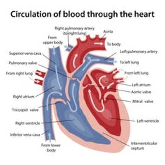 5 Questions Answered About Tracking Your Heart Rate