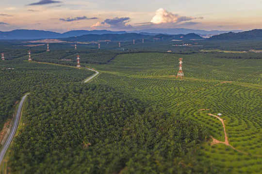 How Our Food Choices Cut Into Forests and Put Us Closer To Viruses