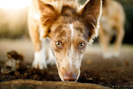 A dog’s nose dominates its face for good reason. (your dog s nose knows no bounds and neither does its love for you)