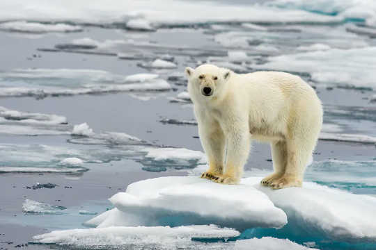 One of the classic climate change images. why are news outlets still giving a platform to dangerous and outdated climate views)