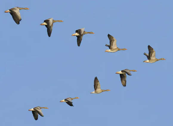 The different wing positions of these greylag geese show their flapping motion, with the individual at the tip of the V working the hardest.