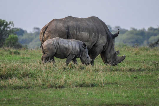 To Stop Mass Extinction, Reform The Outdated Victorian Harm Principle