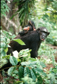 My Talk With Jane Goodall: Vegetarianism, Animal Welfare And The Power Of Children’s Advocacy