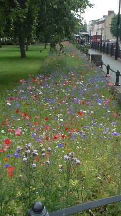 How Cities Can Offer Urban Oases For Bees And Butterflies