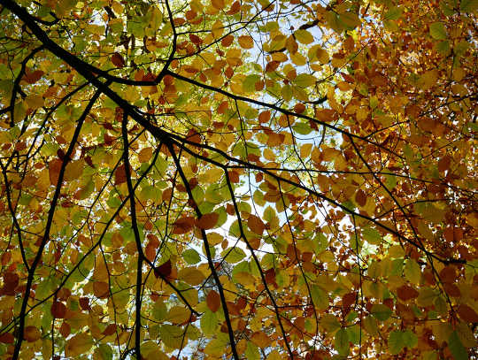 Why Access To Parks And Green Spaces Are Important For Our Mental Health