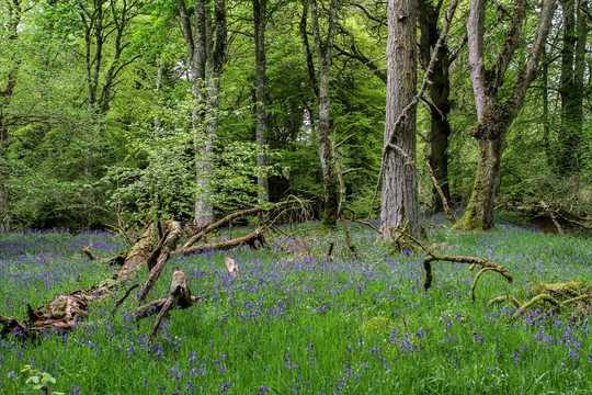 How Forest Loss Has Changed Biodiversity Across The Globe Over The Last 150 Years