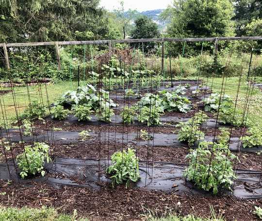 How To Manage Plant Pests And Diseases In Your Victory Garden