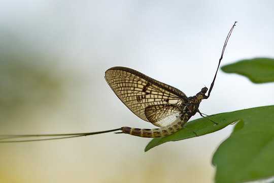 Stoneflies And Mayflies Are The 'Coal Mine Canaries' Of Our Streams