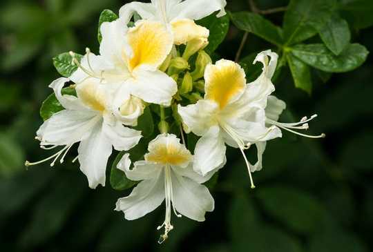 Moths Do The Pollinator Night Shift – And They Work Harder Than Daytime Insects