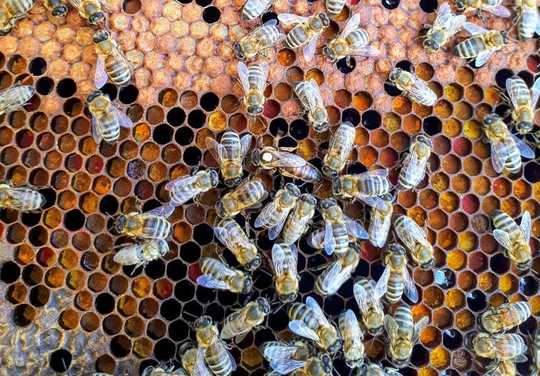 The first days of spring – brighter and warmer – are a biological trigger for female bees to wake up from hibernation and begin to build future colonies.