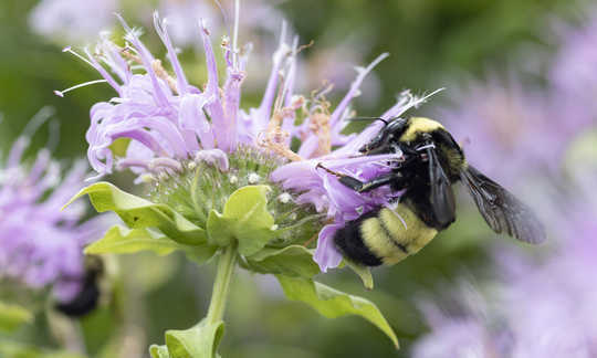 How to Turn Your Yard Into an Ecological Oasis