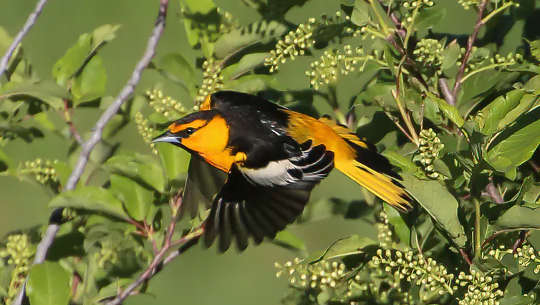 Why Some Songbirds Make Migratory Pit-Stops To Replace Worn And Ragged Feathers