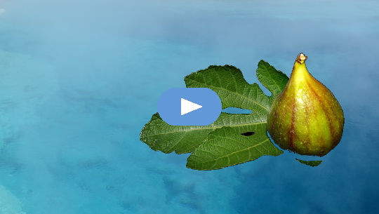 a fig on a fig leaf floating on water