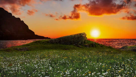 flowers in a meadow in front of the ocean with a sun on the horizon