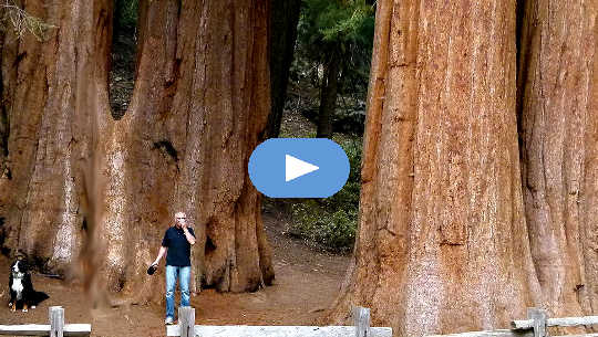 man and dog in front of giant sequoia trees in California