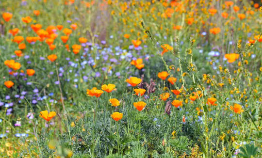 To Help Insects: How To Make Them Welcome In Your Garden