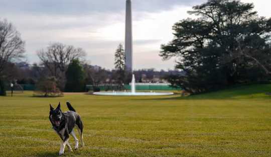 How Dogs In A Workplace Has Less Stress And Better Decision-making