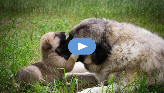 puppy touching noses with another dog