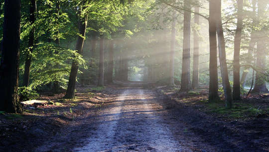 a beautiful shady path in the forest