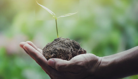 plant growing out of a handful of soil