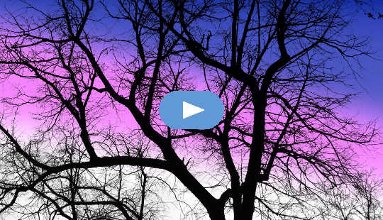 a hardwood tree in winter with a purple sky in the background