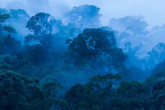 forests in the tropics are critical for tackling climate change