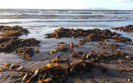 Why Western Diets Should Contain More Sea Vegetables