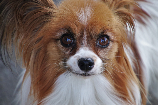 pensive Papillon dog