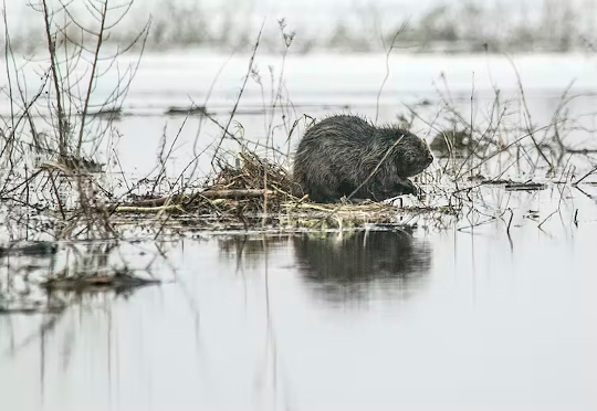 how beavers improve ecosystems 1 28