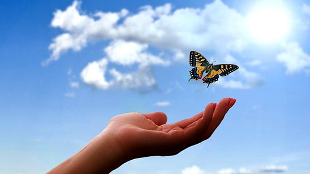 a butterfly just above an open hand