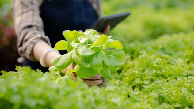 leafy greens