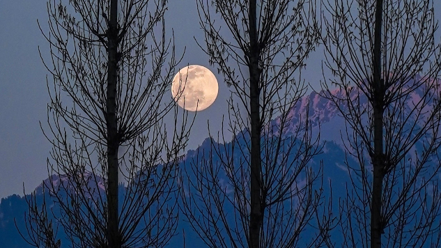 full moon between the trees