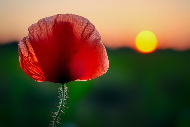 close-up of a poppy flower with the rising sun in the background