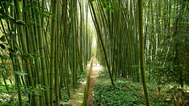 bamboo in a Japanese garden