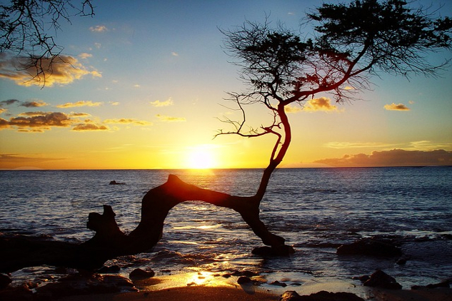 a twisted tree growing on a Hawaiian beach