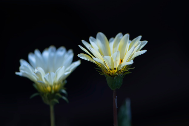 two white flowers in bloom