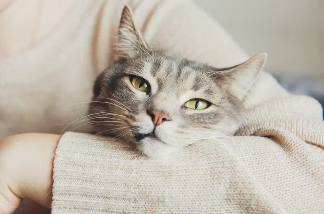 A thoughtful image of a cat sitting quietly by a window, gazing outside.