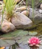 Herbal Bath Treatment